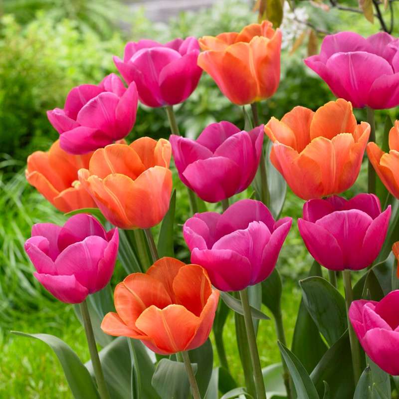 Tulipanblanding 'Tessa'